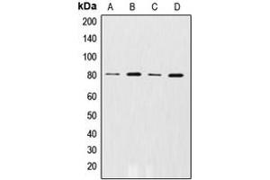 Western blot analysis of GRK2 (pS29) expression in Ramos (A), THP1 (B), U937 (C), C6 (D) whole cell lysates.