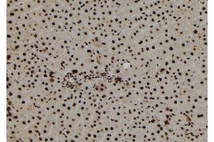 ABIN6273179 at 1/100 staining Rat liver tissue by IHC-P. (TNP1 anticorps  (Internal Region))