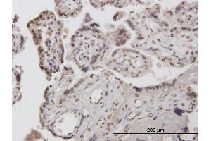 Immunoperoxidase of purified MaxPab antibody to COBRA1 on formalin-fixed paraffin-embedded human placenta.