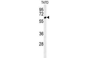 Western blot analysis of CLPB Antibody (C-term) in T47D cell line lysates (35µg/lane). (CLPB anticorps  (C-Term))
