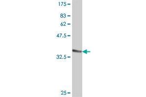 Western Blot detection against Immunogen (36.