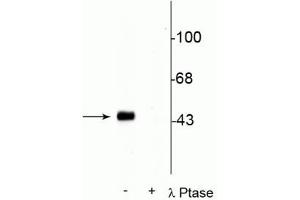 Western blot of rat hippocampal lysate stimulated with forskolin showing specific immunolabeling of the ~45 kDa CREB phosphorylated at Ser133 in the first lane (-). (CREB1 anticorps  (pSer133))