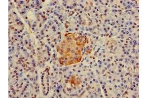Immunohistochemistry of paraffin-embedded human pancreatic tissue using ABIN7155377 at dilution of 1:100 (H2AFJ anticorps  (AA 2-129))