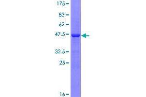 Image no. 1 for Glucosamine-Phosphate N-Acetyltransferase 1 (GNPNAT1) (AA 1-184) protein (GST tag) (ABIN1355437)