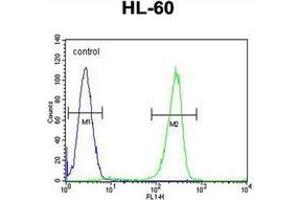 Flow cytometric analysis of HL-60 cells using KIAA1586 Antibody (N-term) Cat. (KIAA1586 anticorps  (N-Term))