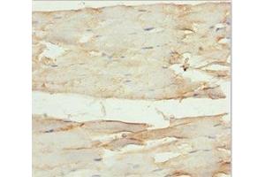 Immunohistochemistry of paraffin-embedded human skeletal muscle tissue using ABIN7161480 at dilution of 1:100