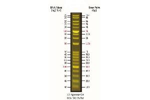 Agarose Gel Electrophoresis (AGE) image for FluoroBand™ 1 KB Plus (0.1-10 kb) Fluorescent DNA Ladder (ABIN5662615)