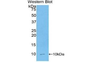 Western Blotting (WB) image for anti-Chemokine (C-C Motif) Ligand 5 (CCL5) (AA 24-91) antibody (ABIN1078469) (CCL5 anticorps  (AA 24-91))