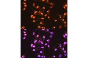 Immunofluorescence analysis of HeLa cells using Cdc25C Rabbit mAb (ABIN7266251) at dilution of 1:100 (40x lens). (CDC25C anticorps)