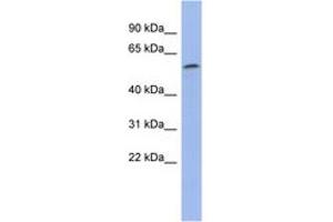 Image no. 1 for anti-Zinc Finger Protein 577 (ZNF577) (N-Term) antibody (ABIN6742897) (ZNF577 anticorps  (N-Term))
