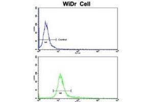 Flow Cytometry (FACS) image for anti-CTD (Carboxy-terminal Domain, RNA Polymerase II, Polypeptide A) Phosphatase, Subunit 1 (CTDP1) antibody (ABIN3002722)