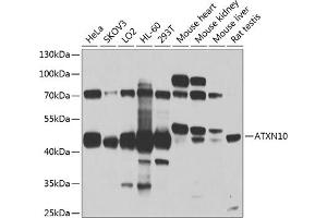 Western blot analysis of extracts of various cell lines, using  antibody (ABIN1678800, ABIN3019073, ABIN3019074 and ABIN6220701) at 1:1000 dilution. (Ataxin 10 anticorps  (AA 346-475))