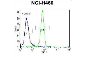 Flow cytometric analysis of NCI-H460 cells (right histogram) compared to a negative control cell (left histogram). (NGFB anticorps  (AA 84-115))