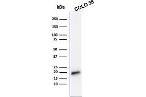 Western Blot Analysis of COLO 38 cell lysate using Melan-A Mouse Monoclonal Antibody (MLANA/788). (MLANA anticorps)