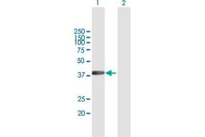 Western Blot analysis of RBMY1A1 expression in transfected 293T cell line by RBMY1A1 MaxPab polyclonal antibody.
