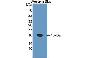 Detection of Recombinant RGC32, Human using Polyclonal Antibody to Response Gene To Complement 32 (RGC32) (RGC32 anticorps  (AA 1-137))