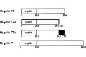 Diagram of human cyclins T1, T2a, and T2b and Drosophila cyclin T. (Cyclin T1 anticorps  (Internal Region))
