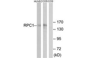 Western Blotting (WB) image for anti-Polymerase (RNA) III (DNA Directed) Polypeptide A, 155kDa (POLR3A) (AA 31-80) antibody (ABIN2890273) (POLR3A anticorps  (AA 31-80))