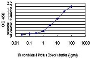Detection limit for recombinant GST tagged FOXA2 is approximately 0. (FOXA2 anticorps  (AA 363-457))