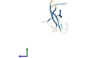 AlphaFold protein structure predicition of Mouse Recombinant Golga2 Protein, UniprotID Q921M4