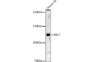Western blot analysis of extracts of Neuro-2a cells, using RBL2 antibody (ABIN7269943) at 1:1000 dilution. (p130 anticorps  (AA 100-200))