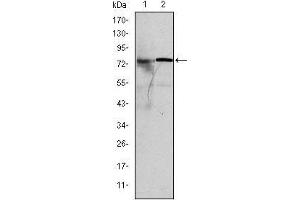 Western blot analysis using KID mouse mAb against MCF-7 (1) and Hela (2) cell lysate.