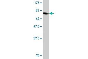 Western Blot detection against Immunogen (78.