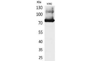 Western Blot analysis of K562 cells using Transferrin Polyclonal Antibody.