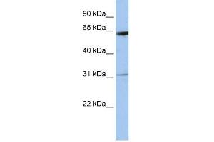 LOC642141 antibody used at 1 ug/ml to detect target protein. (LOC642141 anticorps  (N-Term))