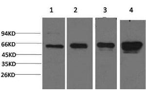 Western Blot analysis of 1) Hela, 2) 293T, 3) 3T3, 4) PC-12 cells using AMPK alpha1 Monoclonal Antibody at dilution of 1:2000. (PRKAA1 anticorps)