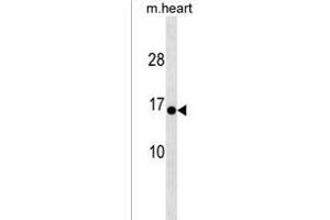 anti-HIG1 Hypoxia Inducible Domain Family, Member 1C (HIGD1C) (AA 69-97), (C-Term) antibody