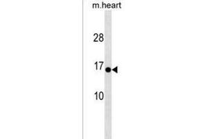 HIGD1C Antibody (C-term) (ABIN1537552 and ABIN2838282) western blot analysis in mouse heart tissue lysates (35 μg/lane). (HIGD1C anticorps  (C-Term))