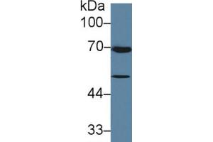 Rabbit Detection antibody from the kit in WB with Positive Control: Human MCF7 cell lysate. (TGFB3 Kit ELISA)