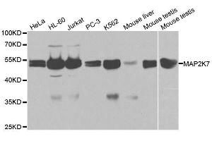 Western blot analysis of extracts of various cell lines, using MAP2K7 antibody.