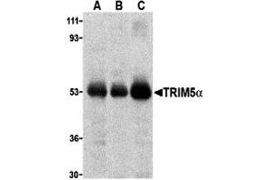 Western Blotting (WB) image for anti-Tripartite Motif Containing 5 (TRIM5) (C-Term) antibody (ABIN1030774) (TRIM5 anticorps  (C-Term))