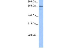 anti-BHMG1 (N-Term) antibody