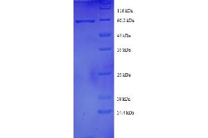 SDS-PAGE (SDS) image for DnaJ (Hsp40) Homolog, Subfamily B, Member 1 (DNAJB1) (AA 1-340), (full length) protein (GST tag) (ABIN5712323)