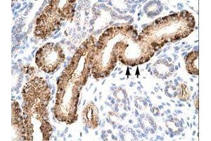 Image no. 1 for anti-Nuclear Receptor Subfamily 5, Group A, Member 1 (NR5A1) (AA 172-221) antibody (ABIN6735774)