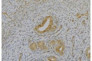 ABIN6277152 at 1/100 staining Human uterus tissue by IHC-P. (IL1A anticorps  (N-Term))