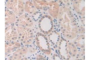IHC-P analysis of Human Kidney Tissue, with DAB staining. (FDFT1 anticorps  (AA 269-417))