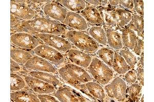 ABIN6265587 and ABIN6272983 at 1/100 staining Rat colon tissue by IHC-P. (PLIN3 anticorps)
