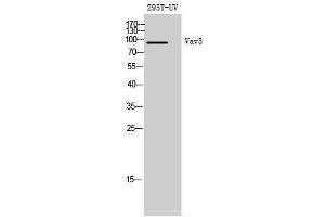 Western Blotting (WB) image for anti-Vav 3 Oncogene (VAV3) (Tyr542) antibody (ABIN3177912) (VAV3 anticorps  (Tyr542))