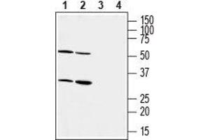 Western blot analysis of mouse (lanes 1 and 3) and rat (lanes 2 and 4) heart membranes: - 1,2.