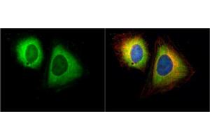 ICC/IF Image Ran BP1 antibody [N1C3] detects Ran BP1 protein at cytoplasm by immunofluorescent analysis.