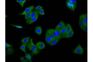 Immunofluorescence staining of HepG2 cells with ABIN7153555 at 1:166, counter-stained with DAPI.