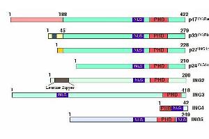 Figure shows the structural features of the inhibitor of growth (ING) protein family members.