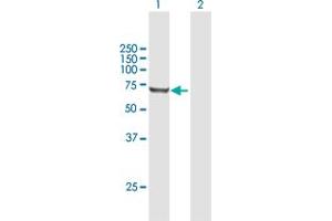 Western Blot analysis of RARS expression in transfected 293T cell line by RARS MaxPab polyclonal antibody.