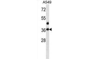 Western Blotting (WB) image for anti-LIM and SH3 Protein 1 (LASP1) antibody (ABIN2998401) (LASP1 anticorps)
