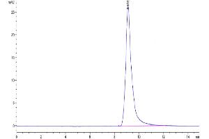The purity of Mouse AGR-2 is greater than 95 % as determined by SEC-HPLC. (AGR2 Protein (AA 21-175) (His tag))