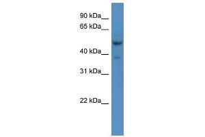 Hmx3 antibody used at 0. (HMX3 anticorps  (Middle Region))